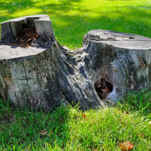 Останется одна труха: легкий способ избавиться от пня на участке