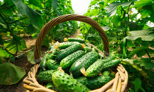 Чем подкормить огурцы: чудо-рецепт, который увеличит урожай в несколько раз